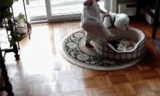 不可思议的进球,不可思议的进球图