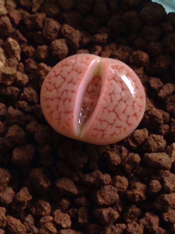 多肉生石花开花后会怎样,生石花多肉中间是空的