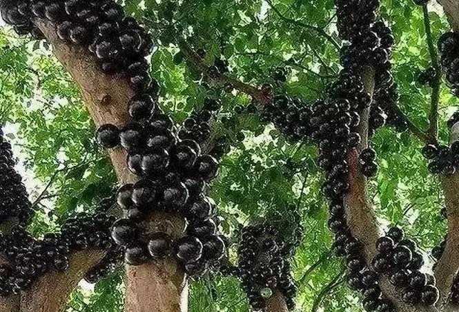 盘点一下那些少见而又奇葩的水果,千奇百怪的水果图片