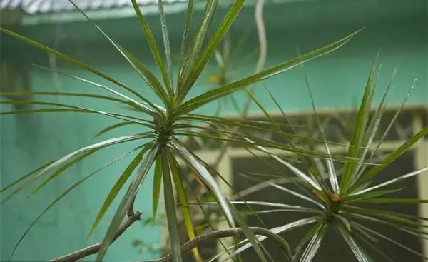 这八种植物养在家里,镇宅守业,招财进宝