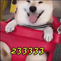 囧！LV、Gucci、Dior的狗年限量款！你们考虑过狗的感受吗？