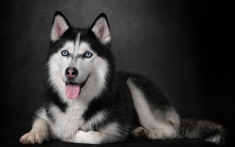 akc认证的犬种,akc认可的148个犬种