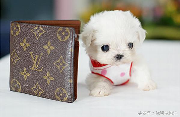 养茶杯犬要注意的事项,饲养茶杯犬要注意什么