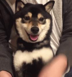 狗年就要到啦,超萌柴犬祝大家每天笑容满面无忧无虑!