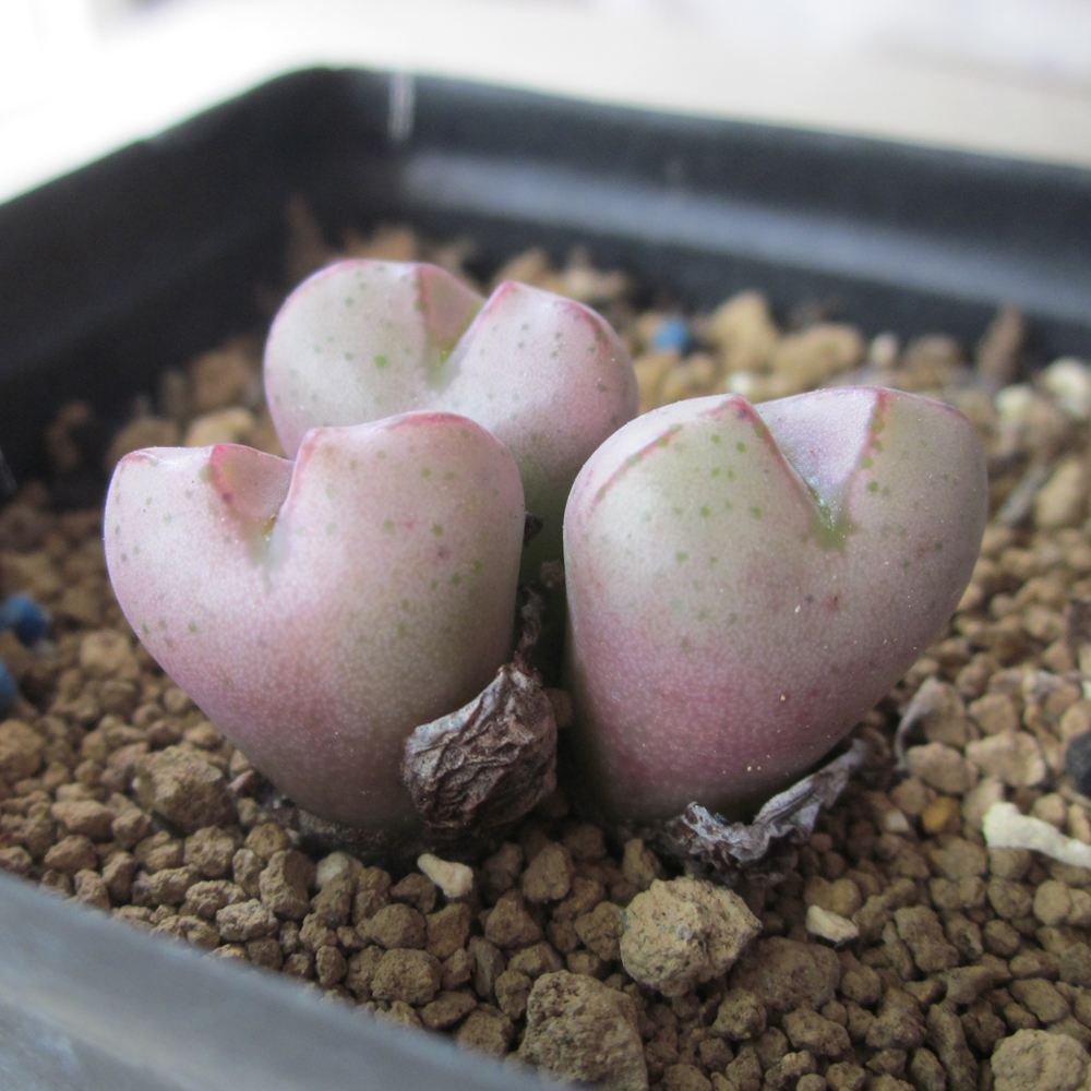 多肉生石花绿色是什么品种,多肉植物生石花干瘪软