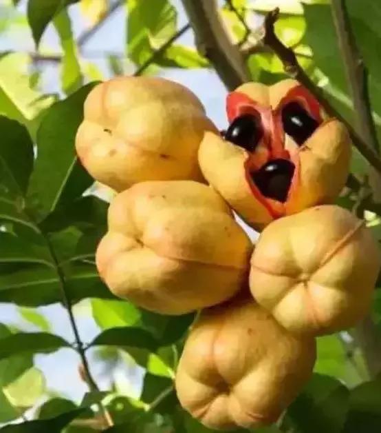 盘点一下那些少见而又奇葩的水果,千奇百怪的水果图片