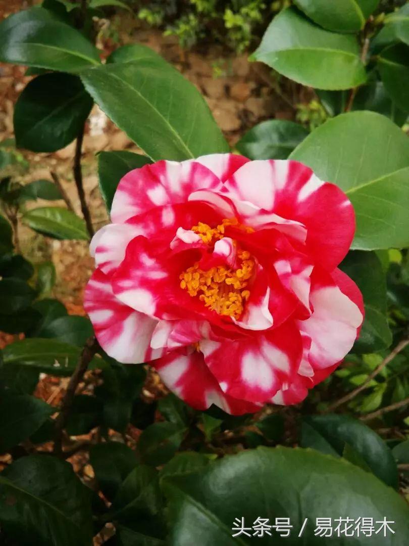 全国各地市花大全,全国城市市花