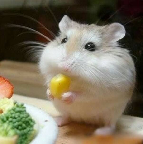 仓鼠的脾气,仓鼠的暴脾气