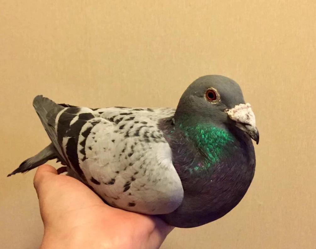 雌鸽不下蛋或者下蛋慢该如何调理？