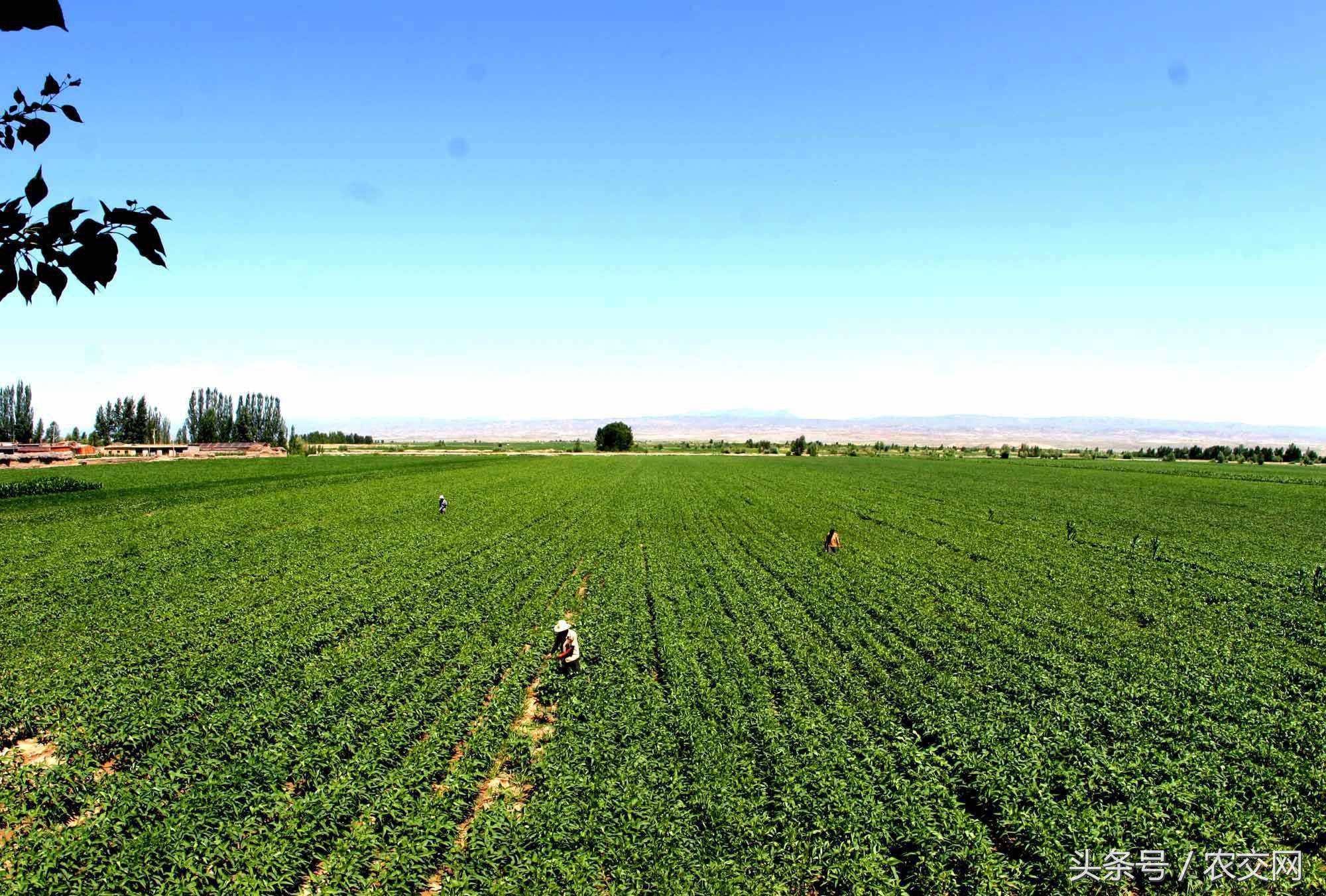 农村户口迁出还享有村集体土地吗,非农户口能分配田地吗