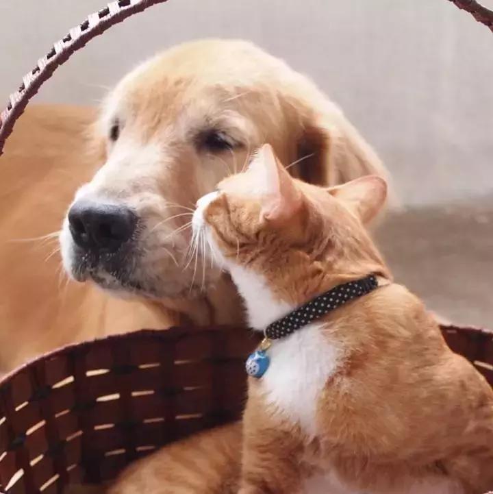 这只金毛和小菊猫的画风太甜啦！情人节狗粮奉上
