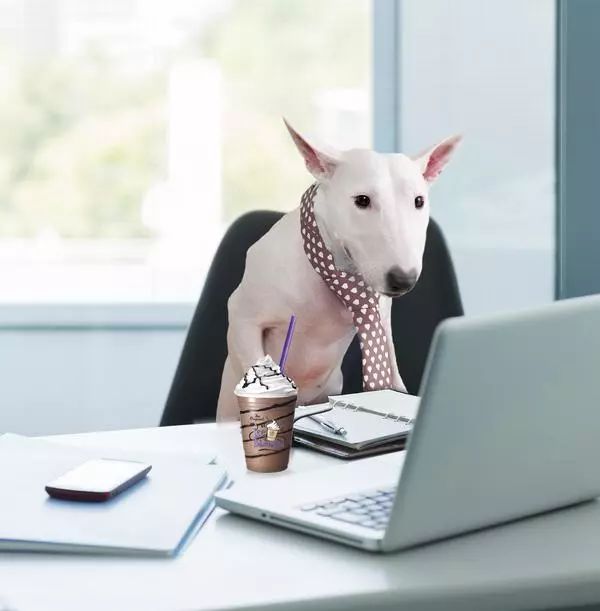 狗年是农历的哪一年,狗年是2005年吗