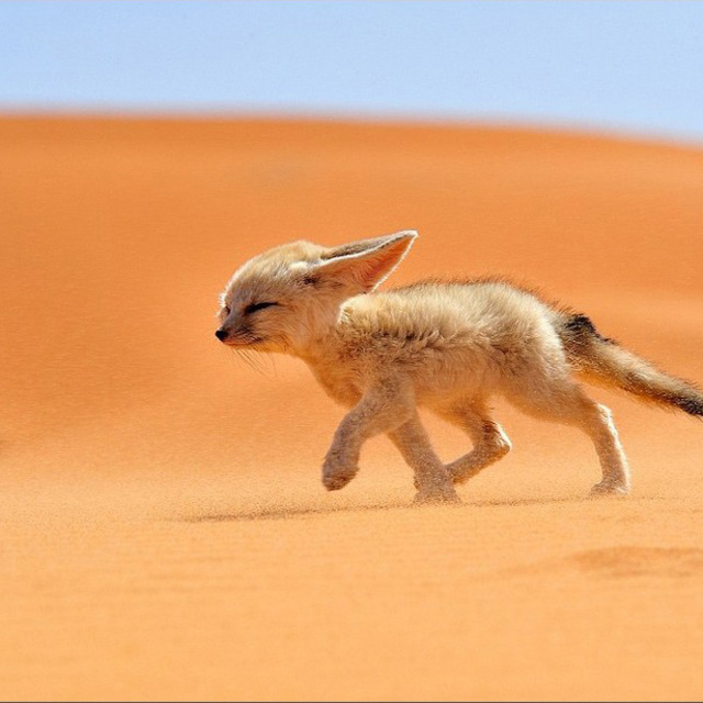荆棘鸟——生命的魅力就在于她那短暂的过程中创造着的美丽