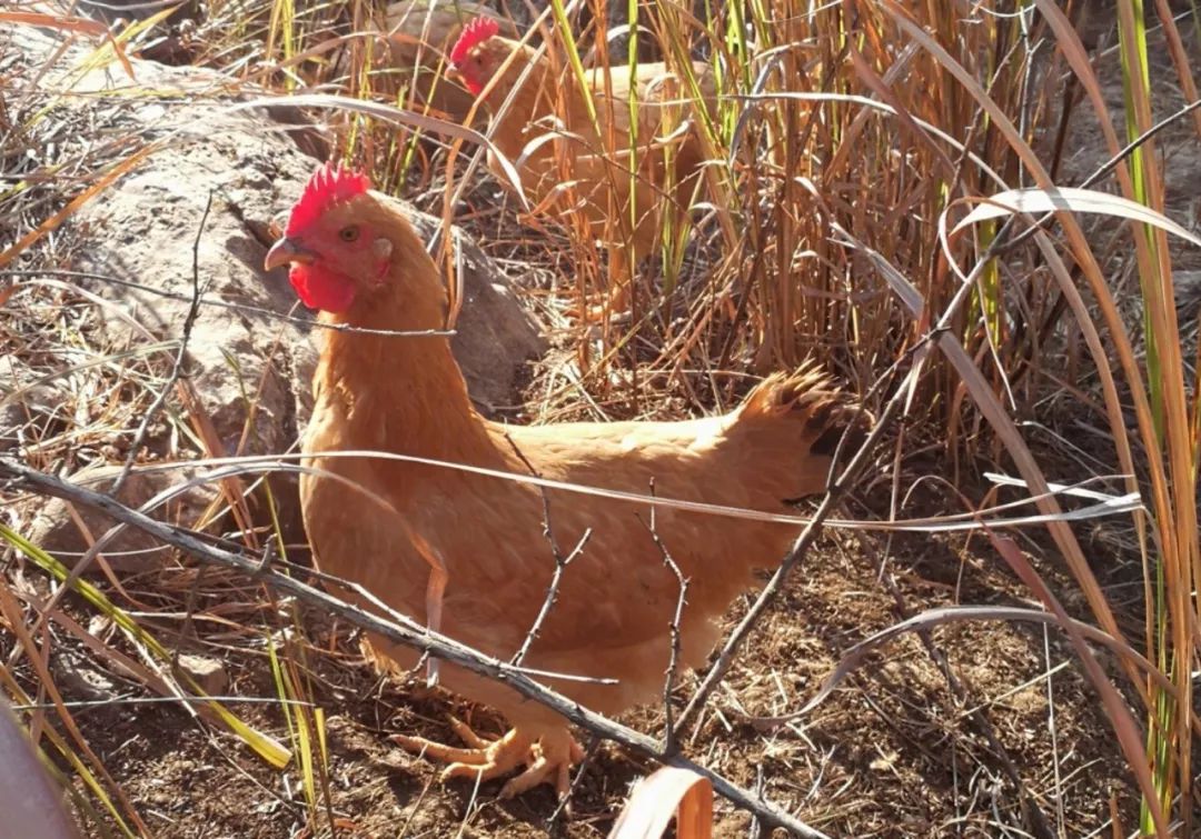 养土鸡的幽默句子,土鸡土话怎么说