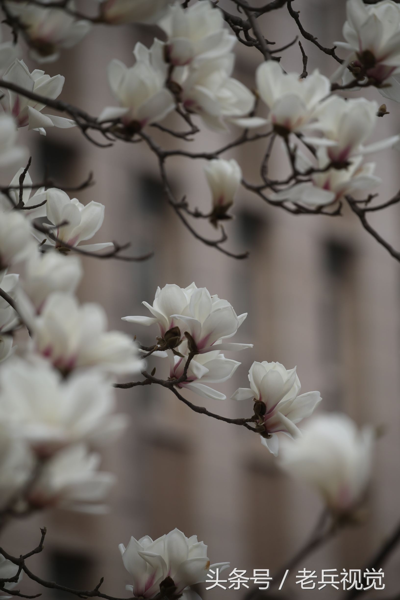 从大连到杭州上海苏州,大连到杭州旅行
