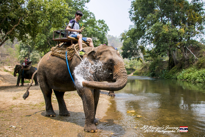 清迈佛寺之城等你采撷的泰北玫瑰,清迈环球旅行家