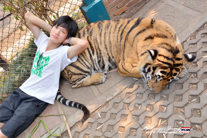 清迈佛寺之城等你采撷的泰北玫瑰,清迈环球旅行家