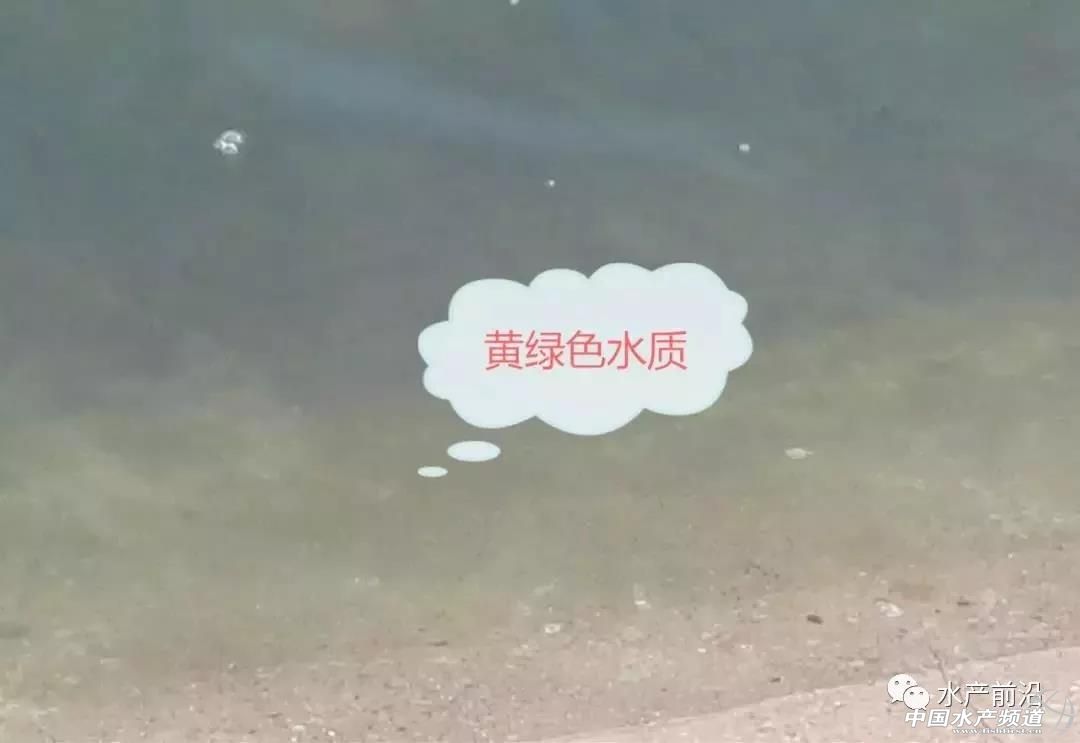 石斑鱼肠炎白便怎么治疗,石斑鱼白便怎么治疗