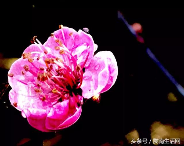 陇南梅园风景区,陇南康县梅园