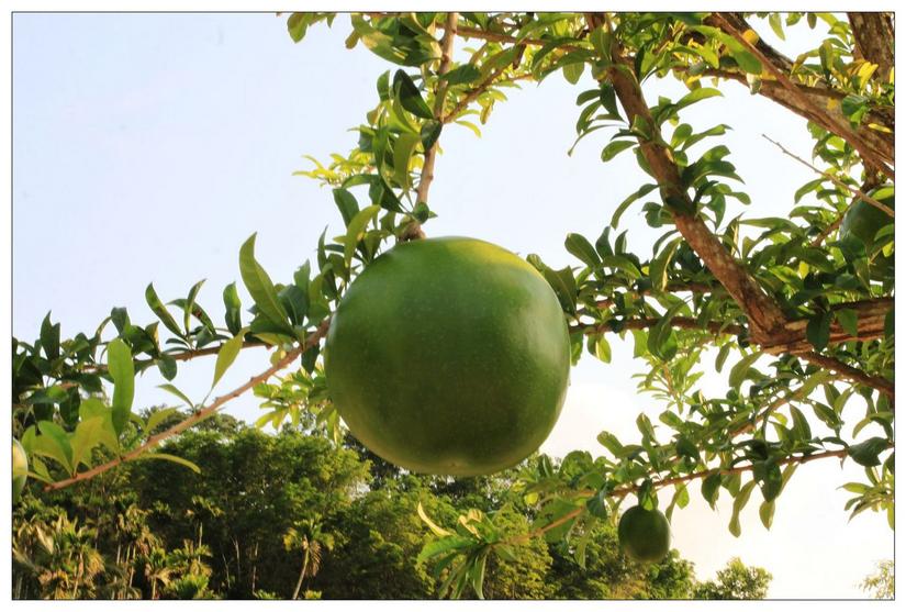 海南三亚槟榔谷的美景,三亚槟榔谷游记