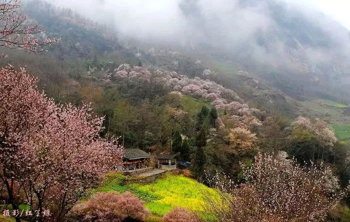 青梅已盛开旅游攻略,青梅已盛开