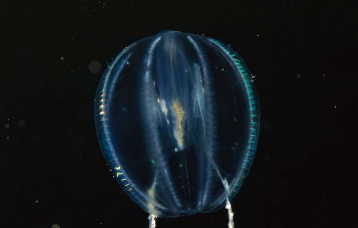 海洋探秘是什么意思,海洋生物探秘