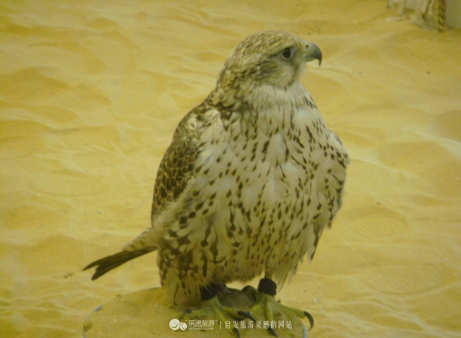 卡塔尔世界杯小国家,卡塔尔为什么是小世乒赛