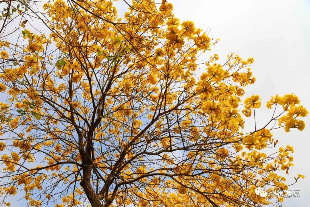 满城尽带黄金甲出处,满城尽带黄金甲