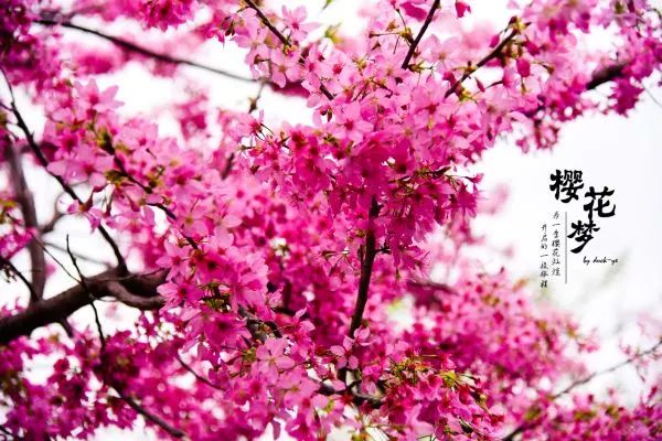 樱花梦日语,永福樱花之旅