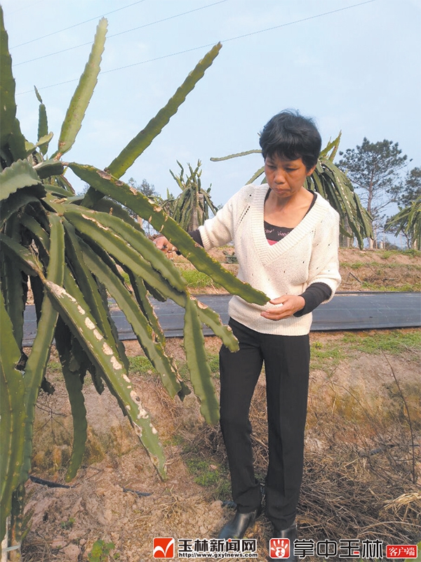黄丹：荒山野岭中她开辟出了幸福家园
