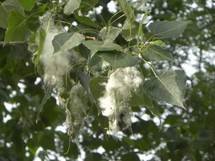 报春技巧,追春的七言诗句