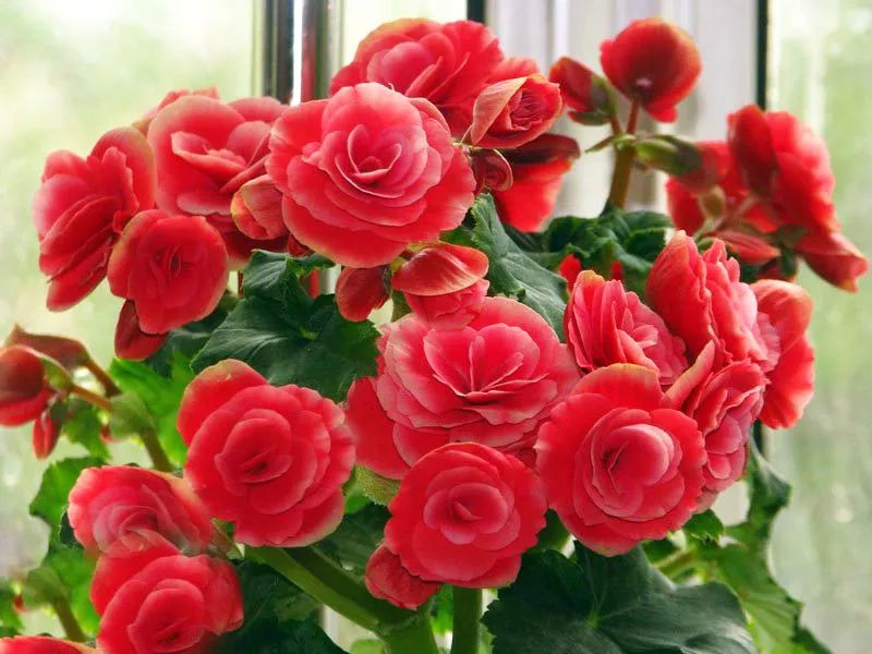 家里养的花掉叶子怎么处理,栀子花叶子发黄干枯掉叶子怎么办