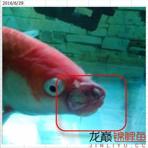 锦鲤烂嘴用庆大霉素行吗,锦鲤严重烂嘴用什么药