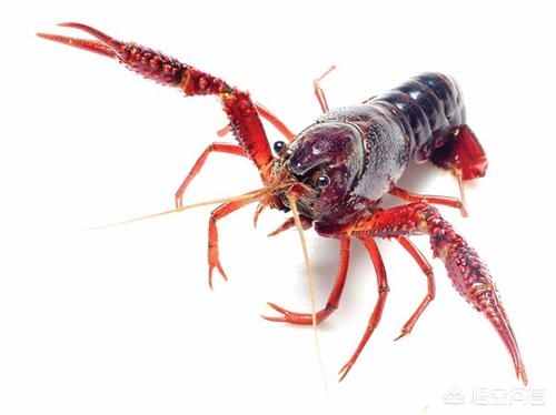 小龙虾养殖一亩投资成本和利润,小龙虾的养殖成本及利润是多少