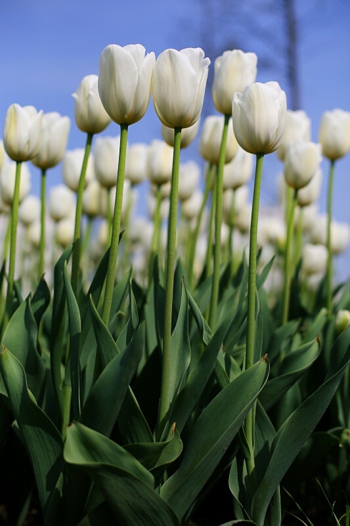 郁金香开花后怎么处理视频,郁金香开花过后怎么处理