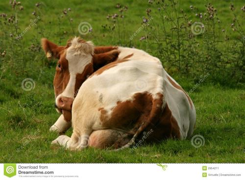 母牛不孕怎么办？母牛不孕症的十四大治疗方法