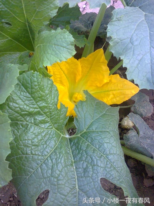 阳台种瓜的做法,绞丝金丝瓜南方种植方法