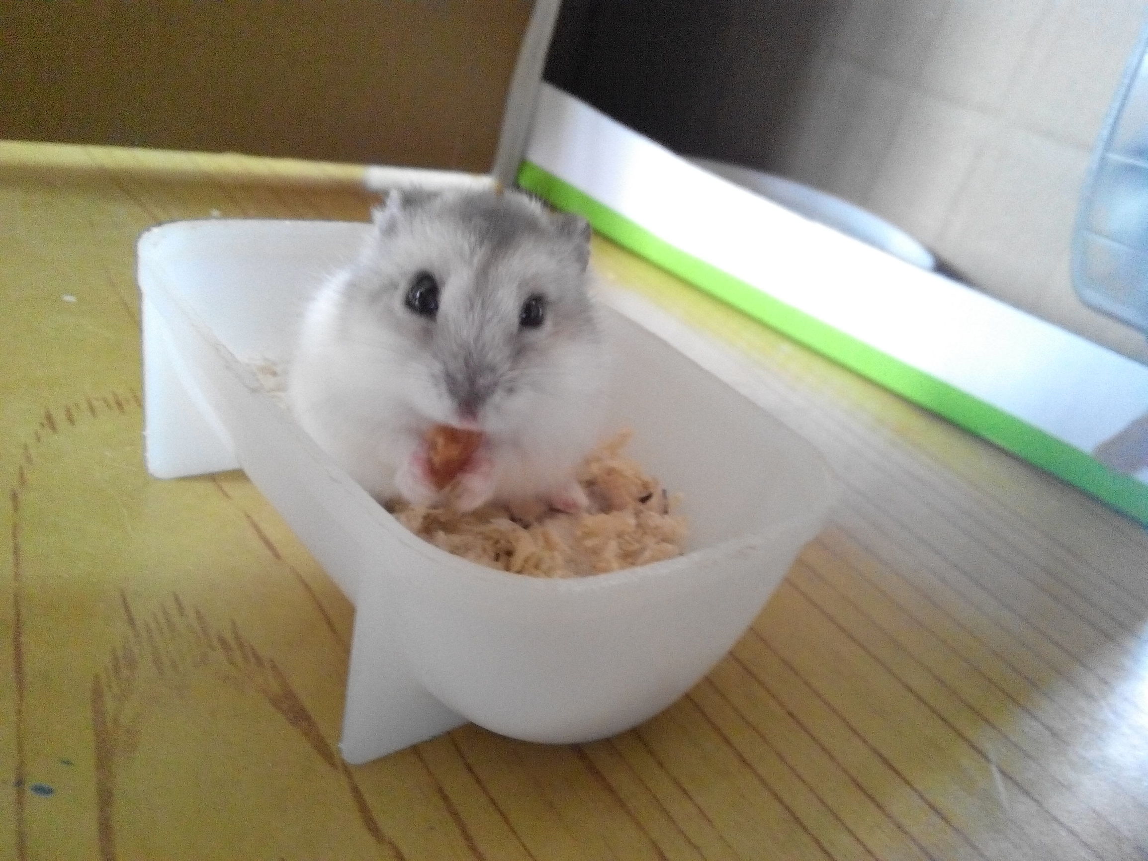 仓鼠为什么会脱皮屑,仓鼠为什么会掉毛吃什么好