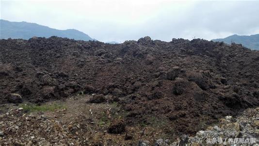 盆栽板结的土壤怎样改良,盆栽土种什么防止板结