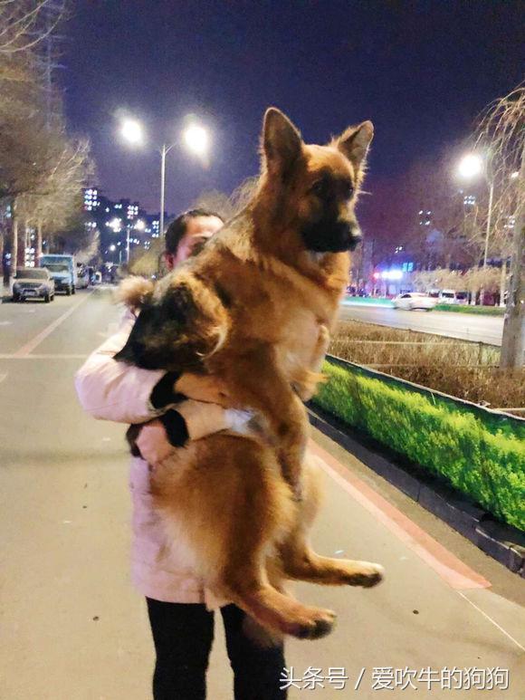 父母都是纯种狗后代为什么像串串,父母都是柯基就是纯种吗