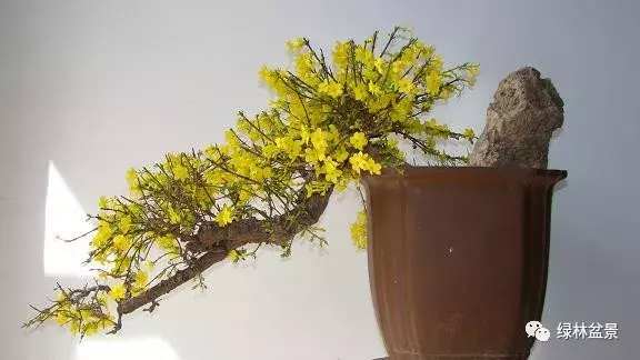 造型独特的迎春花盆景,迎春花盆景有哪些造型特点
