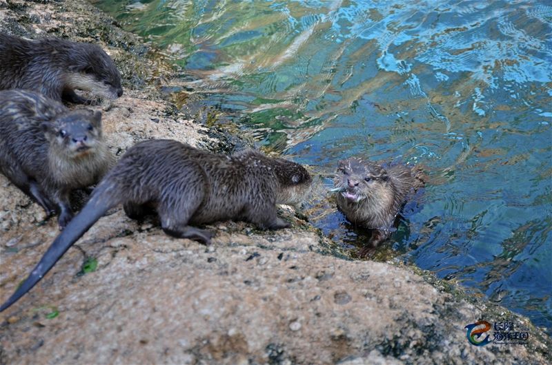 去珠海长隆海洋王国住哪里好,海昌海洋公园和长隆海洋王国