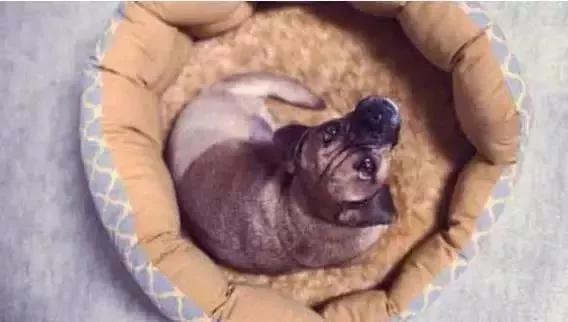 旧床单翻新最简单方法,旧床单别扔简单改一改立刻变值钱