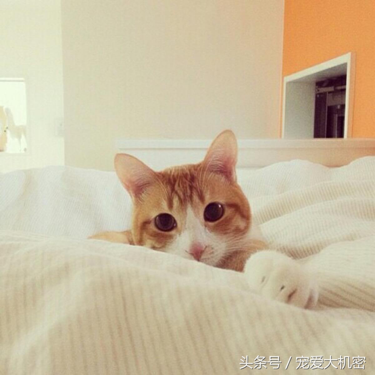 被猫咪抓伤了怎么办会得狂犬病,猫咪抓伤怎么处理