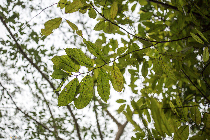 崇左自驾旅游景点有哪些地方,广西崇左沿途的风景