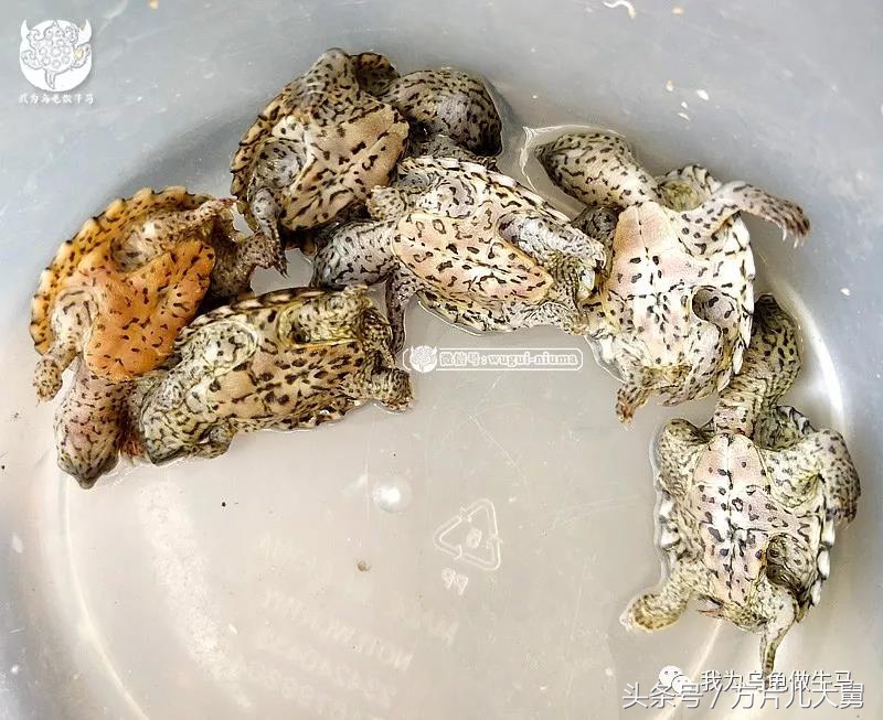 美文欣赏—头有斑、壳有纹、不加温、体型小，还不贵，它就是剃刀