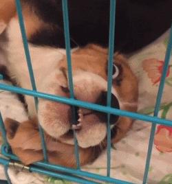 史努比狗是什么狗,史努比的原型是比格还是贝灵顿