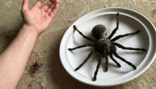 澳洲虫子到底有多可怕,澳洲虫子有多可怕