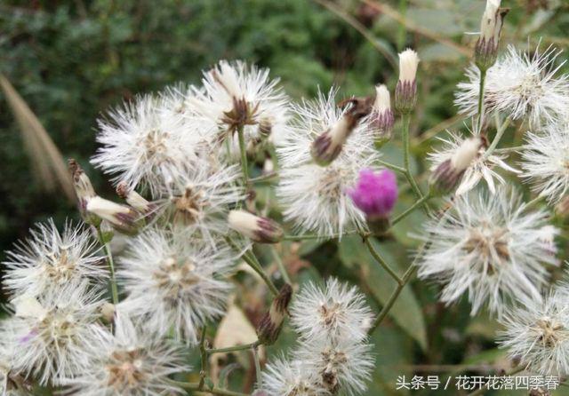 既可以食用又可以观赏的花,既能观赏又可食用的花