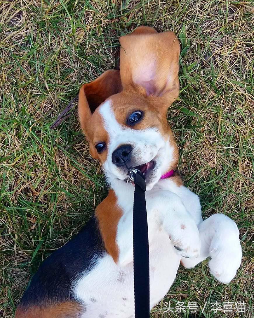 史努比狗是什么狗,史努比的原型是比格还是贝灵顿